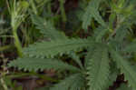 Sulphur cinquefoil